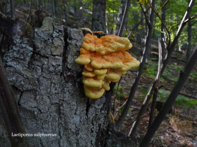 2Laetiporus sulphureus P1020072-4